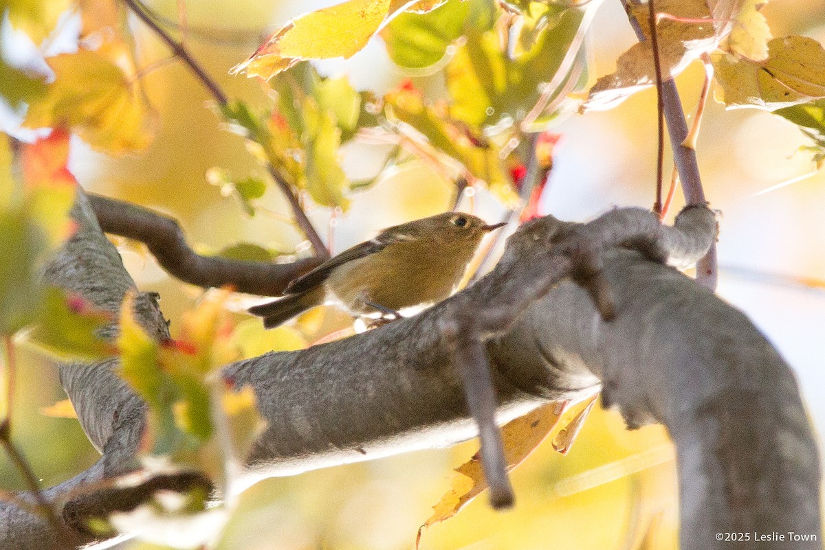Ruby-crowned Kinglet - ML644099261