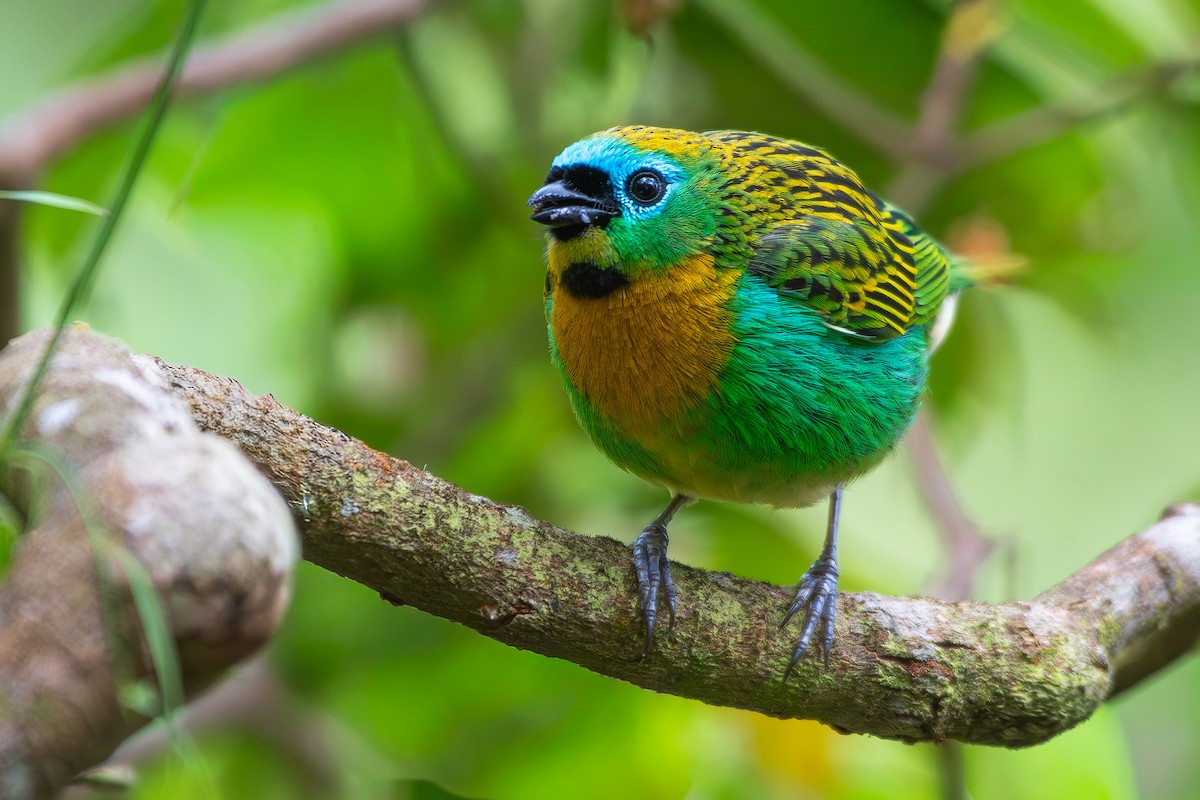 Tangara de Desmarest - ML644099274