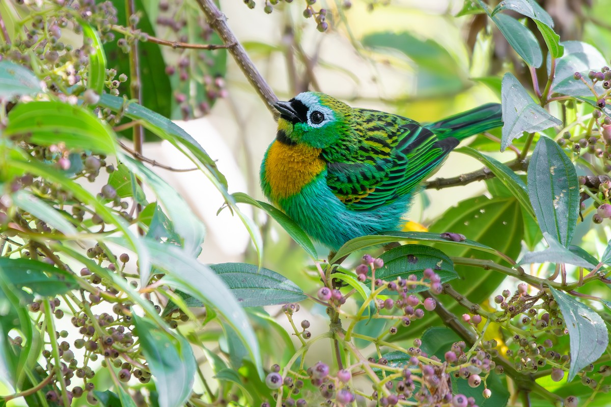 Tangara de Desmarest - ML644099275