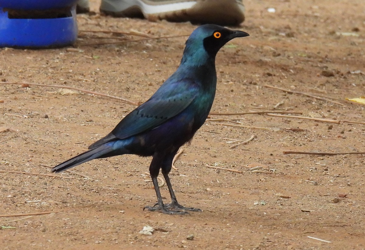 Greater Blue-eared Starling - ML644099316