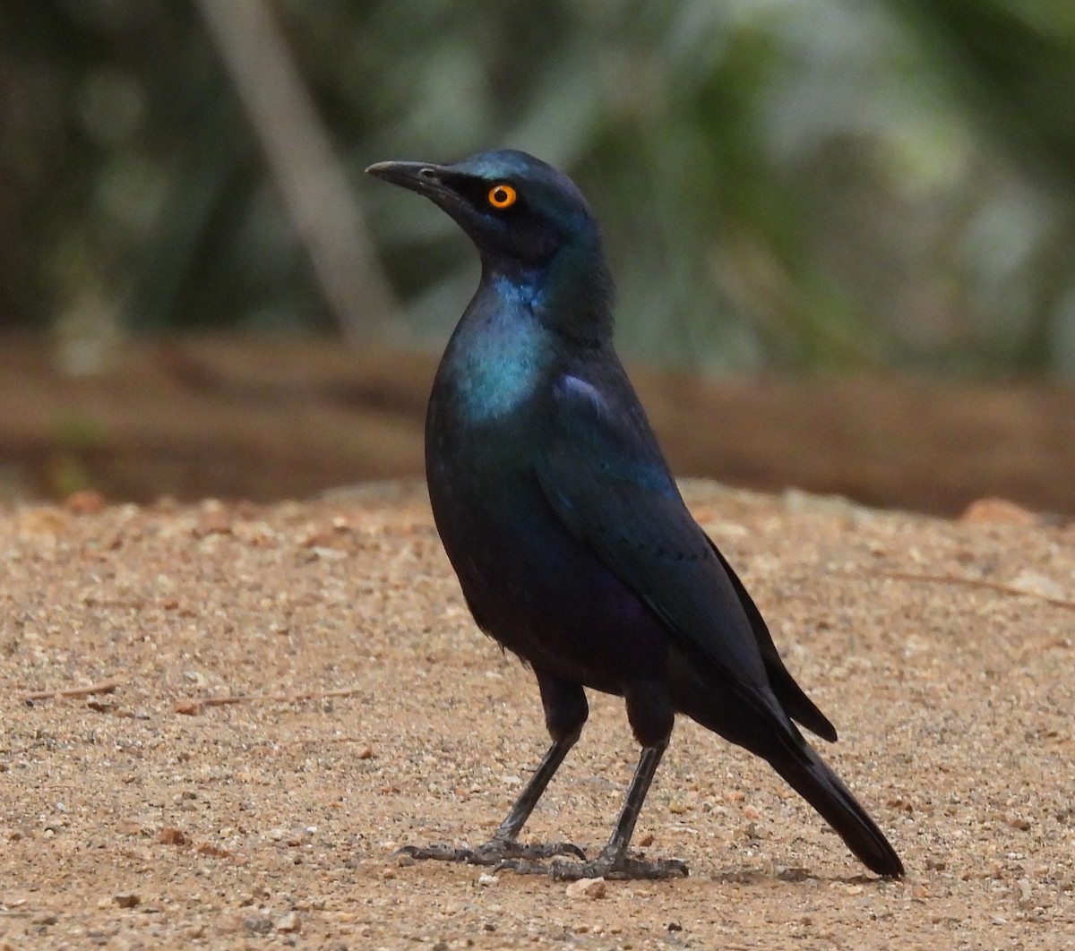 Greater Blue-eared Starling - ML644099317