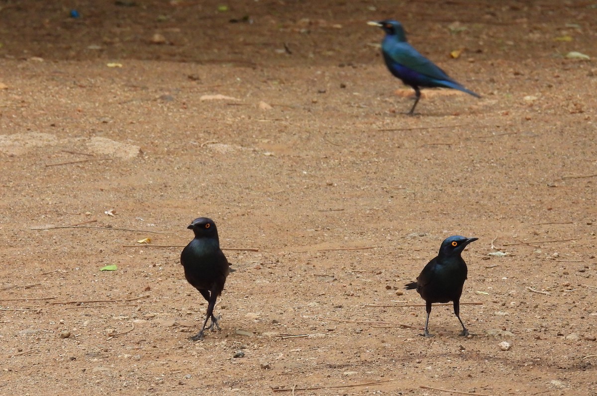 Greater Blue-eared Starling - ML644099318