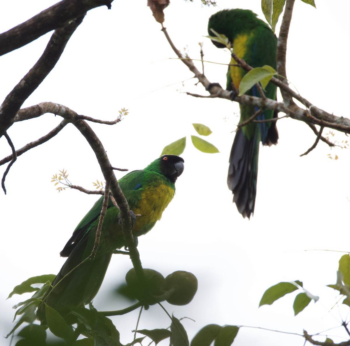 Maskeli Papağan - ML644099319