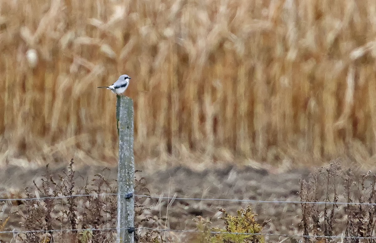 Northern Shrike - ML644099330