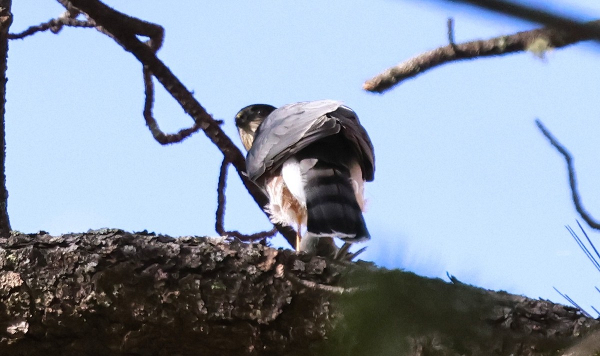 Sharp-shinned Hawk - ML644099331