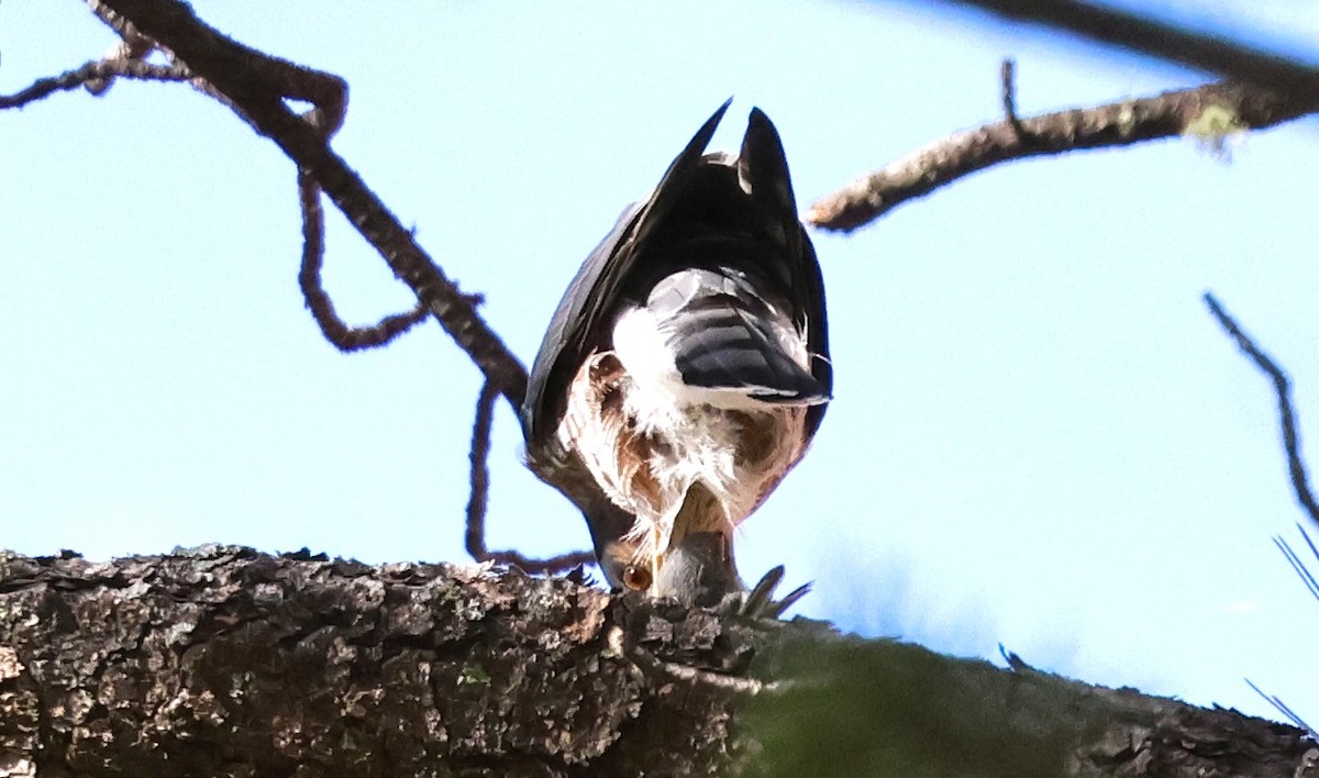 Sharp-shinned Hawk - ML644099334