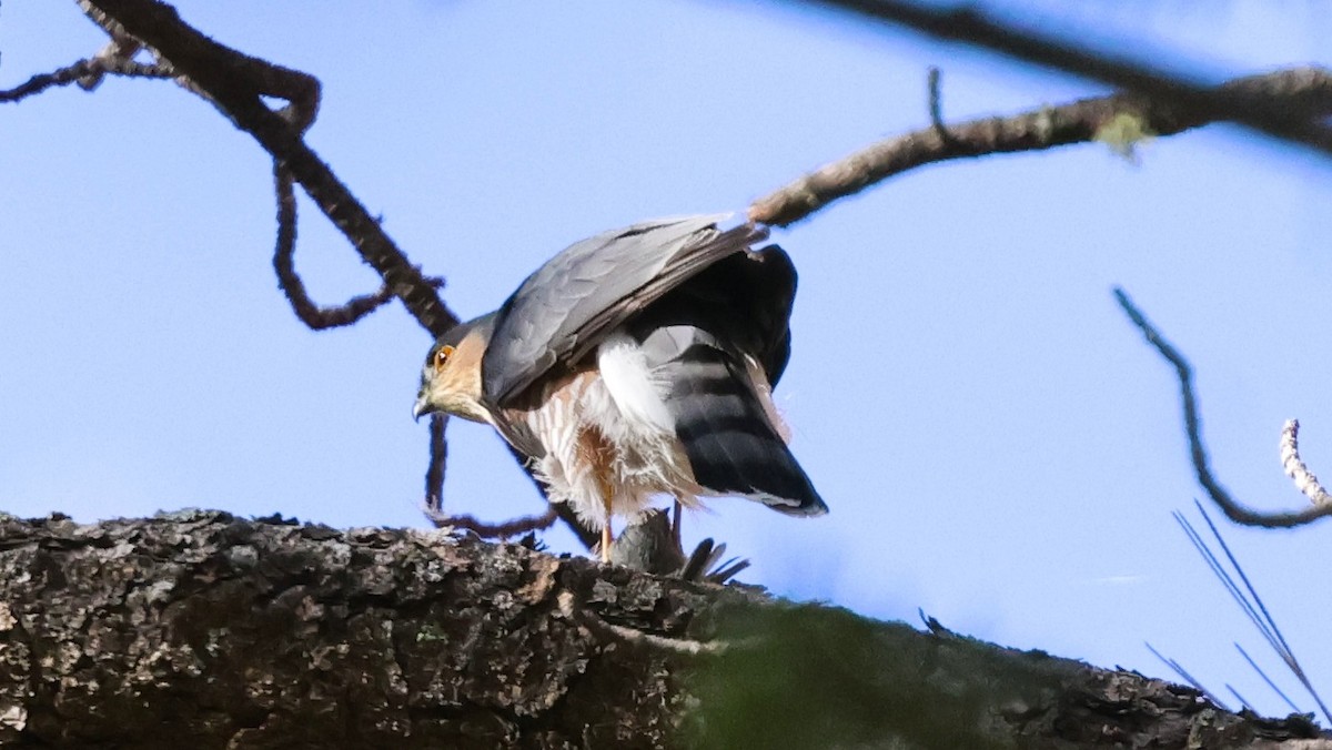 Sharp-shinned Hawk - ML644099343