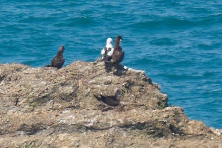 Cocos Booby - ML644099348