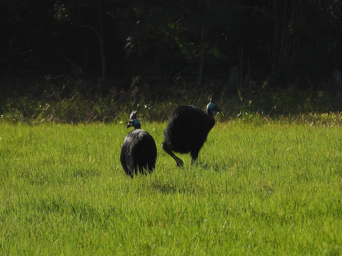 Southern Cassowary - ML644099371