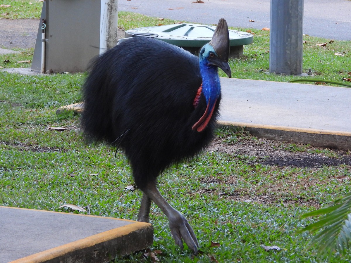 Southern Cassowary - ML644099372