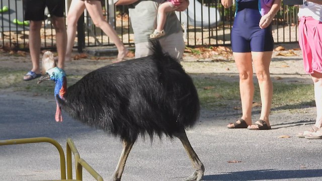 Southern Cassowary - ML644099374