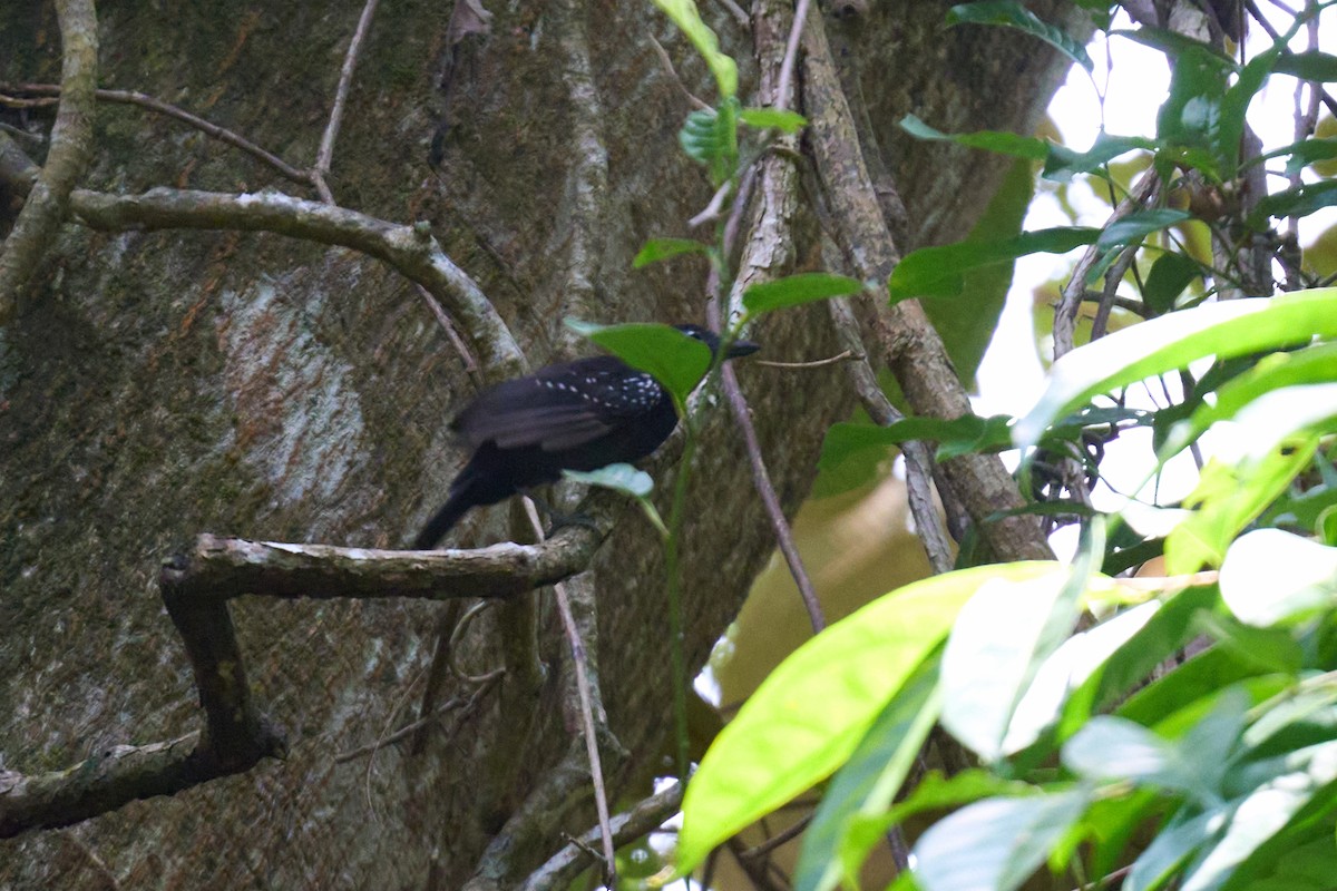 Dot-winged Antwren - ML644099401