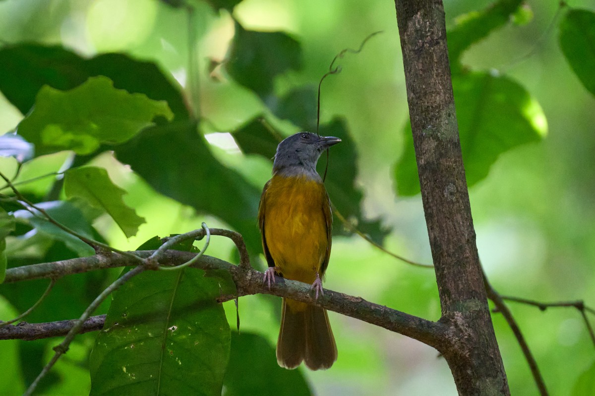 カンムリフウキンチョウ - ML644099404