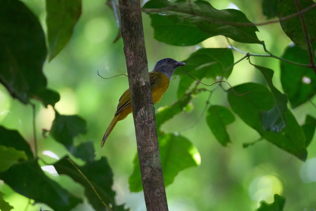 カンムリフウキンチョウ - ML644099405