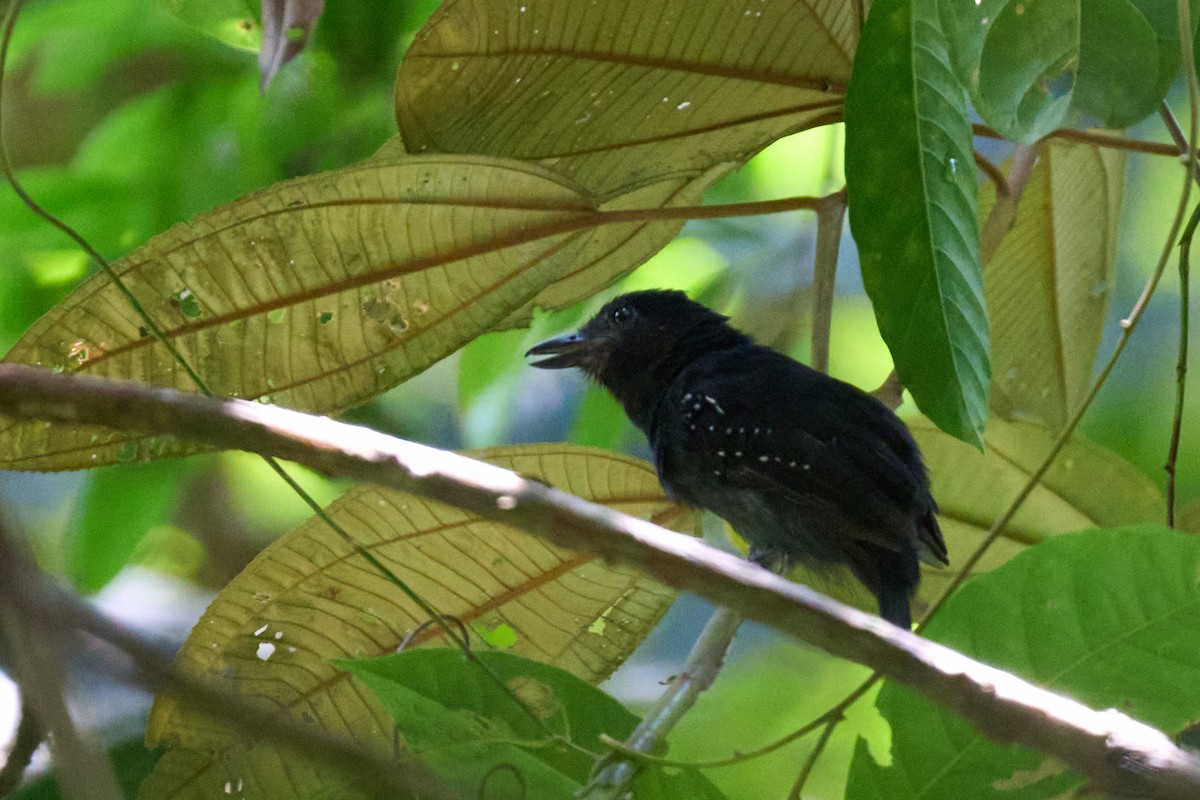 Black-hooded Antshrike - ML644099412