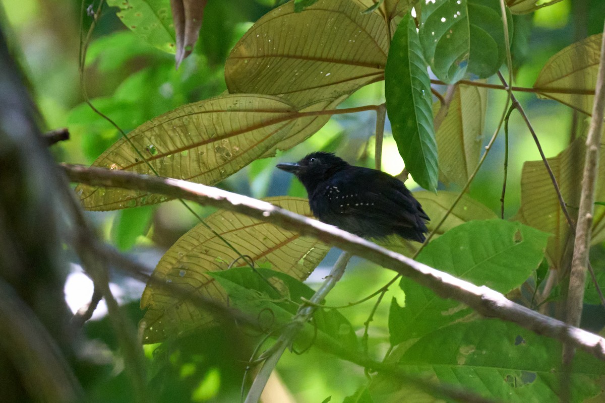 Black-hooded Antshrike - ML644099413