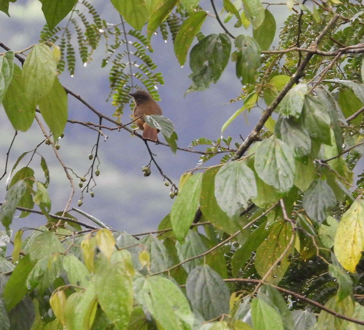 サビイロヒタキ - ML644099448