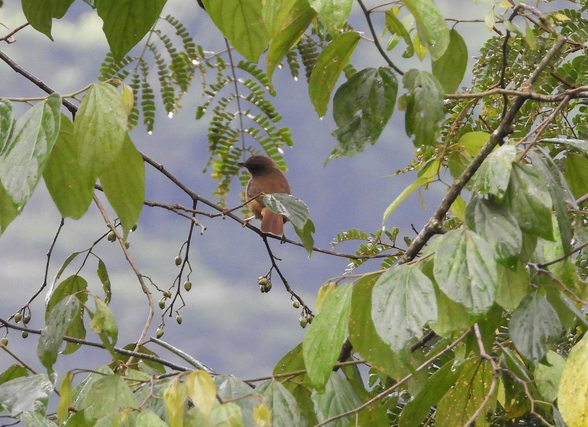 サビイロヒタキ - ML644099449