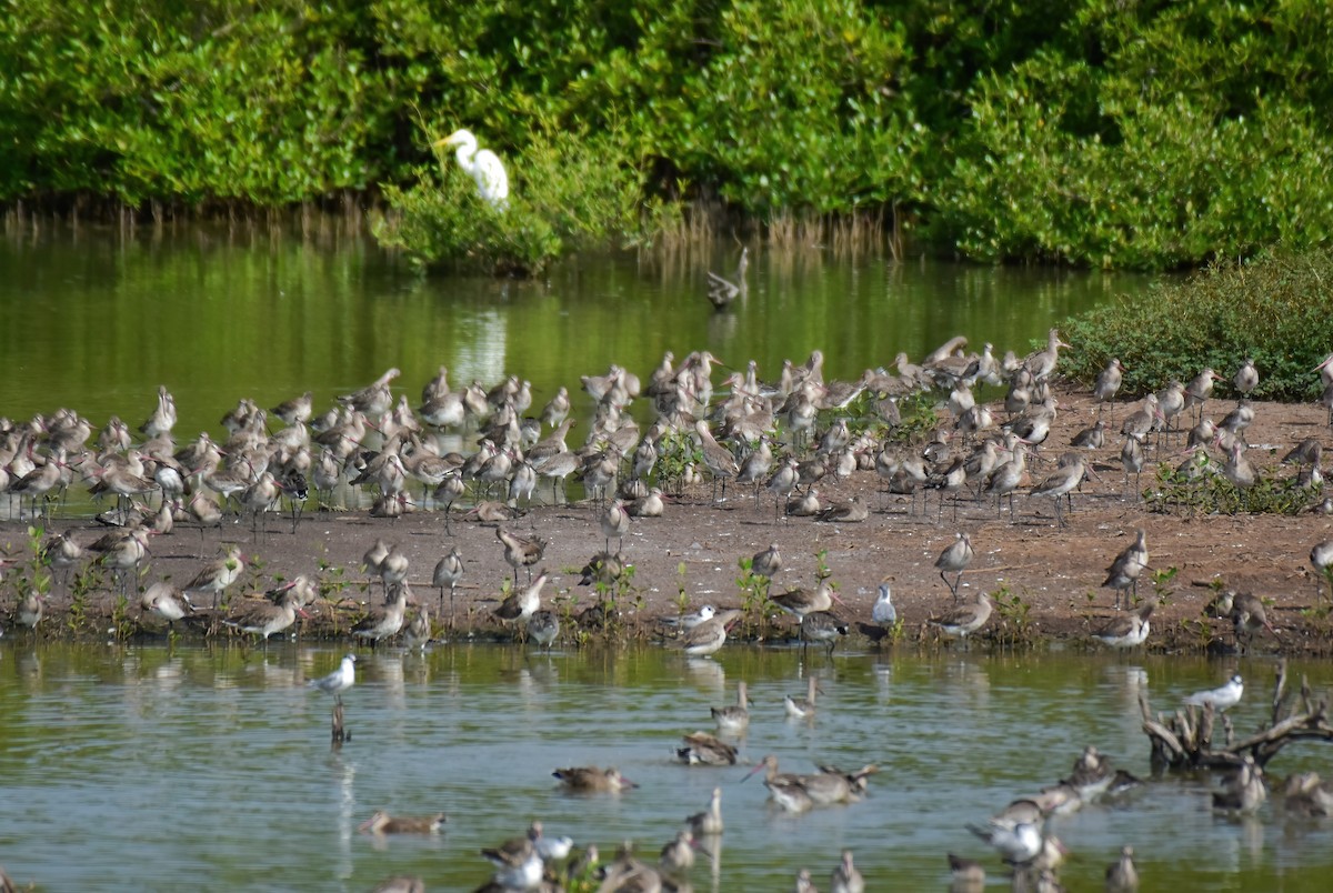 Black-tailed Godwit - ML644099456