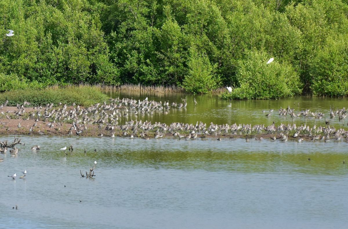 Black-tailed Godwit - ML644099457