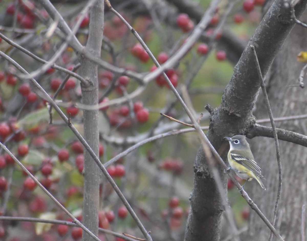 Blue-headed Vireo - ML644099470