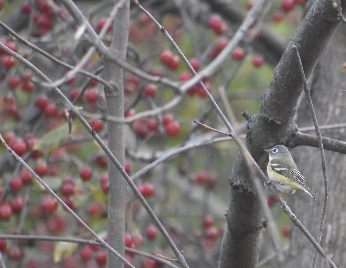 Blue-headed Vireo - ML644099473