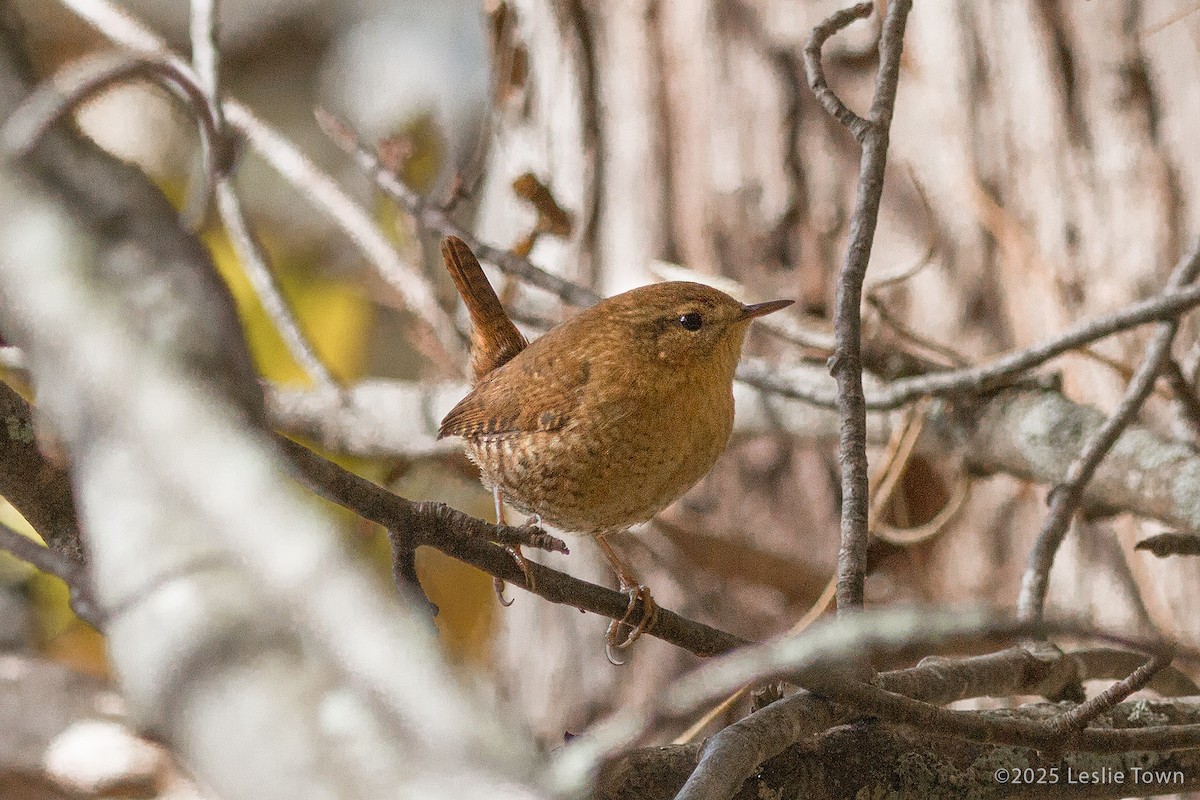 Winter Wren - ML644099474