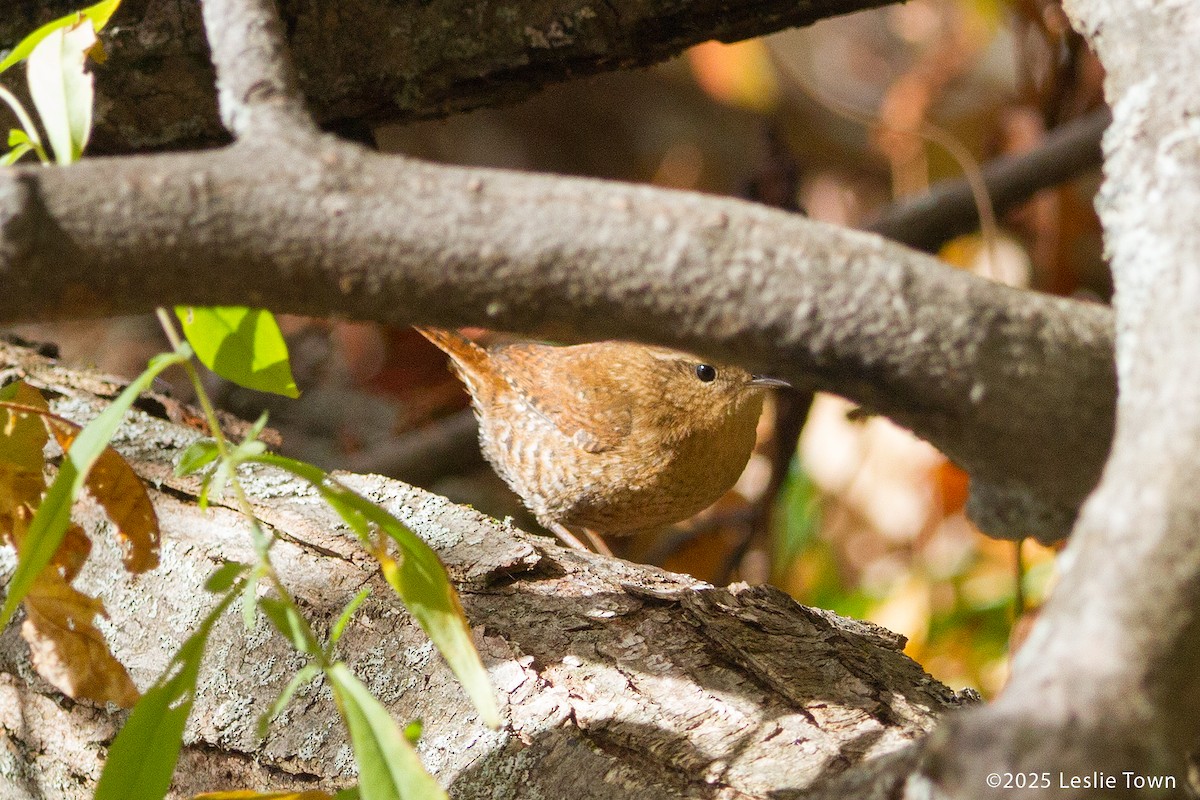 Winter Wren - ML644099475
