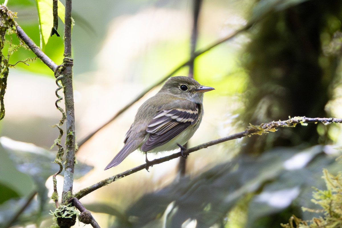 Acadian Flycatcher - ML644099478