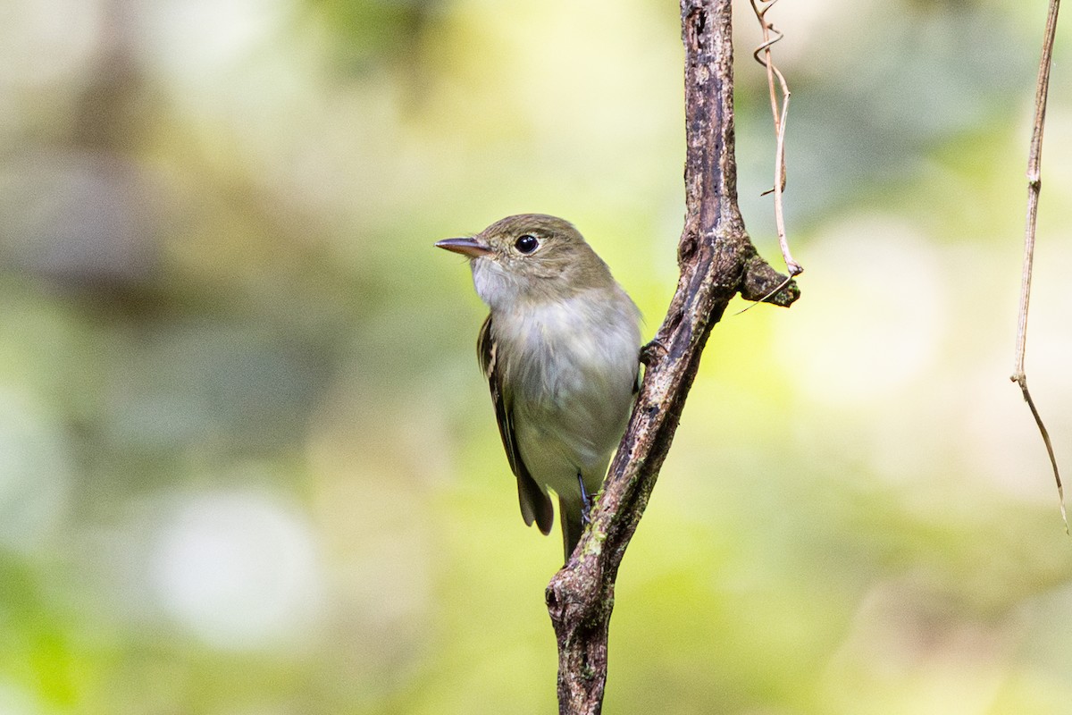 Acadian Flycatcher - ML644099479
