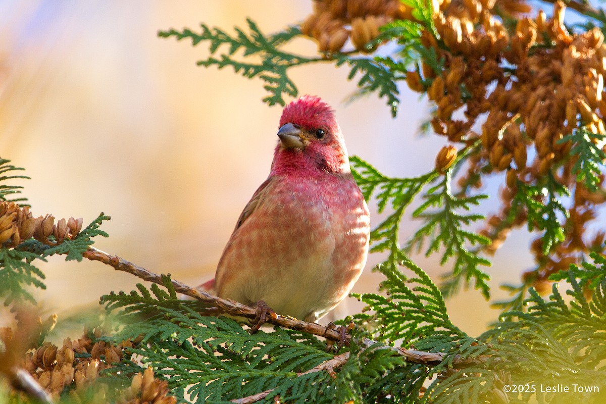 Purple Finch - ML644099481