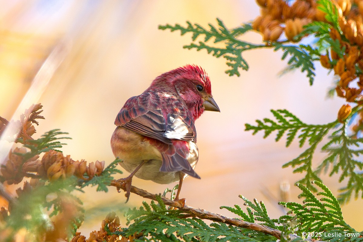 Purple Finch - ML644099482