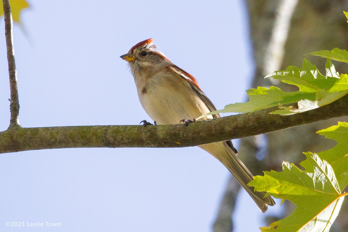 American Tree Sparrow - ML644099489