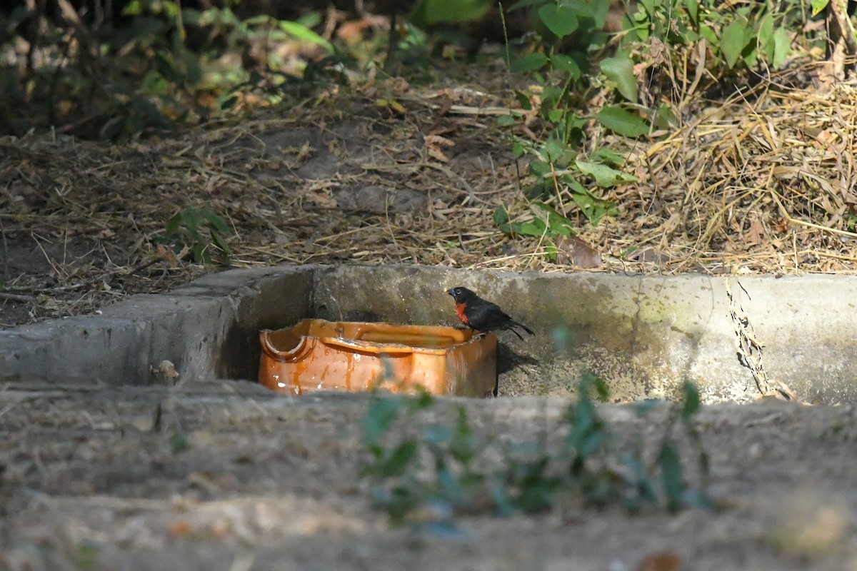 Western Bluebill (Western) - ML644099499