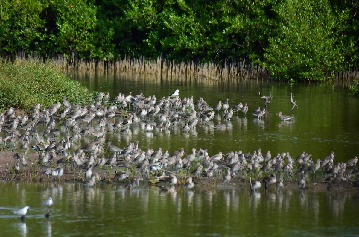 Black-tailed Godwit - ML644099500