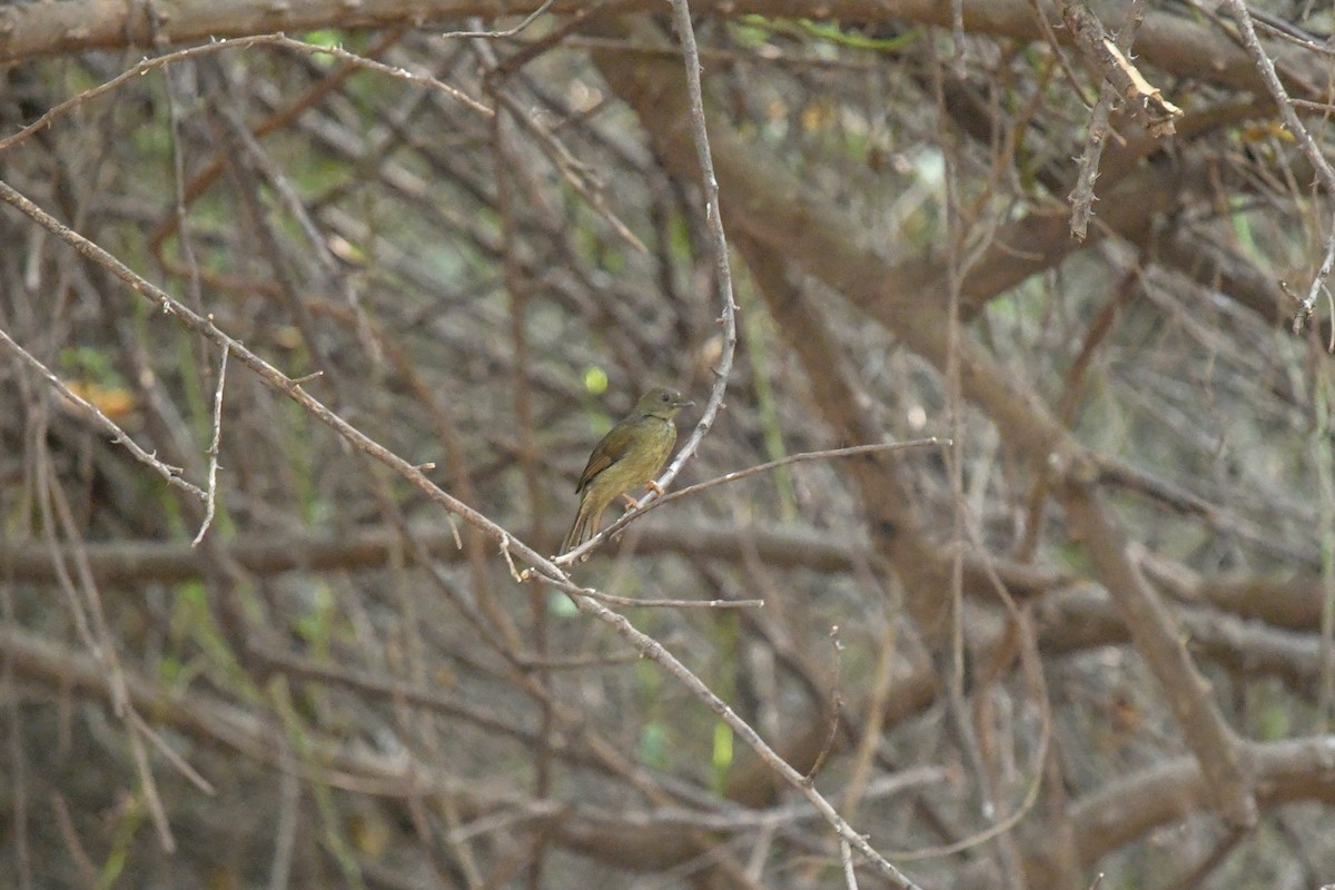 Little Greenbul - ML644099508