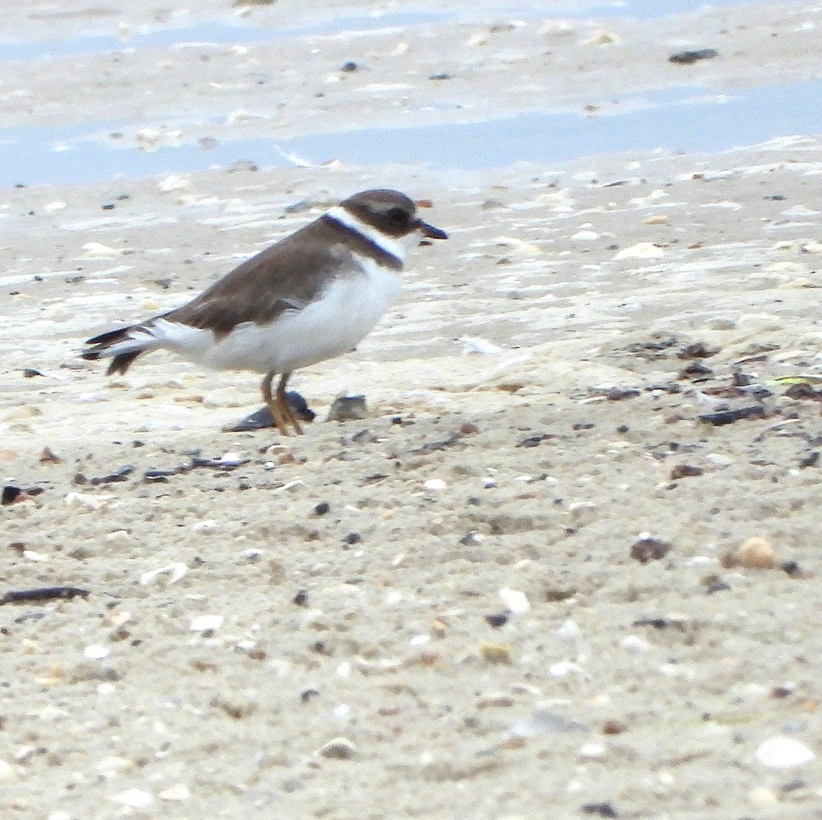 Semipalmated Plover - ML644099522