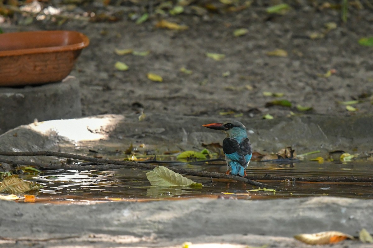 Blue-breasted Kingfisher - ML644099524
