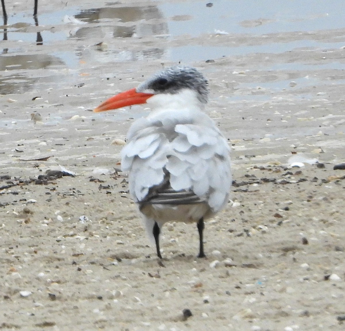 Caspian Tern - ML644099531