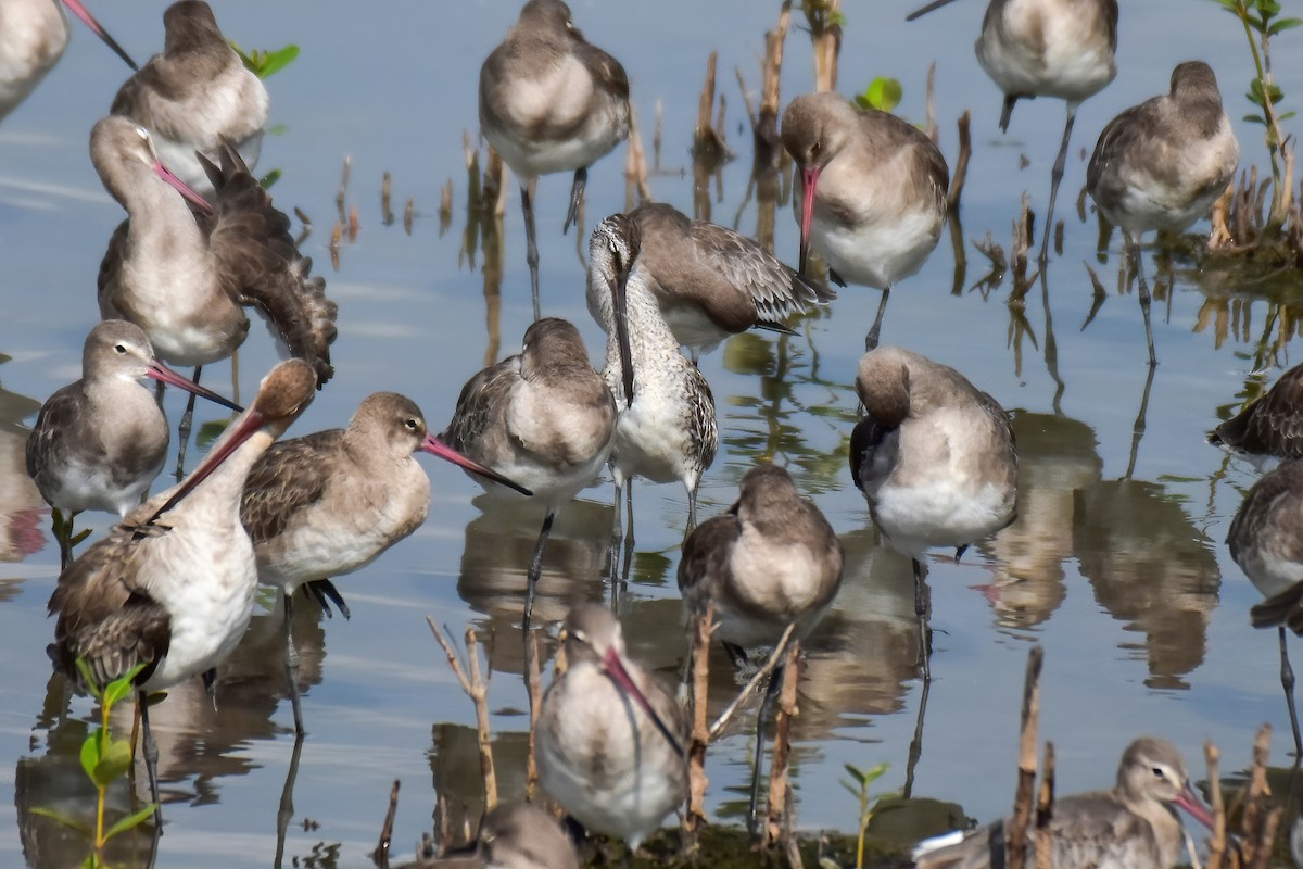 Asian Dowitcher - ML644099538