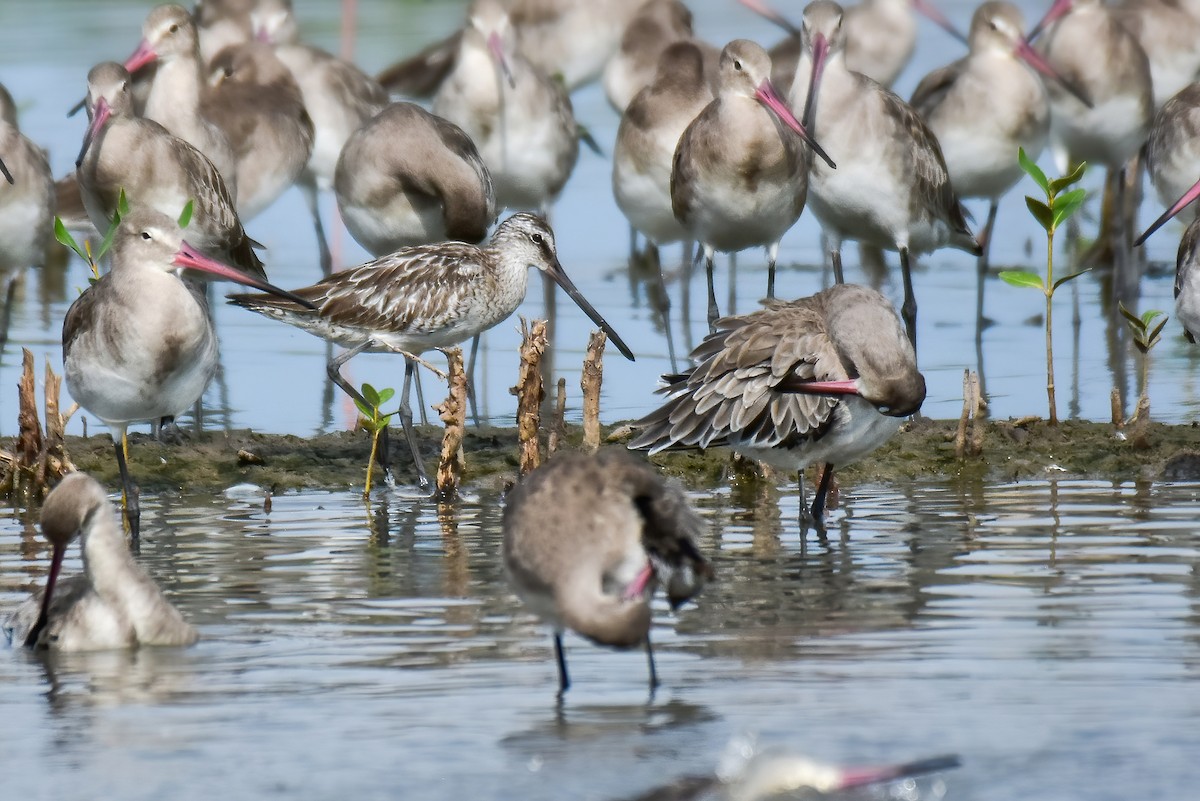 Asian Dowitcher - ML644099539