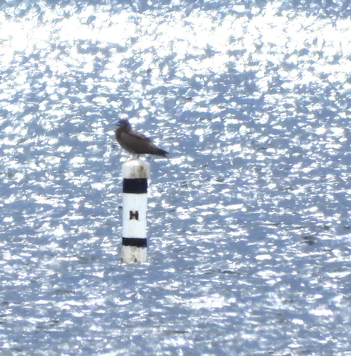 Brown Booby - ML644099542
