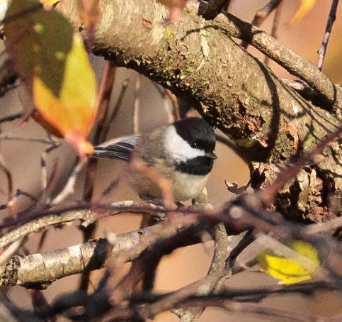 Carolina Chickadee - ML644099561