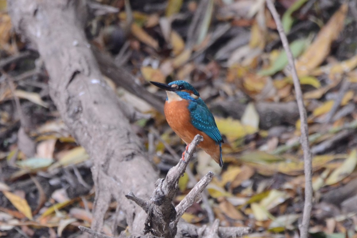 Common Kingfisher - ML644099565