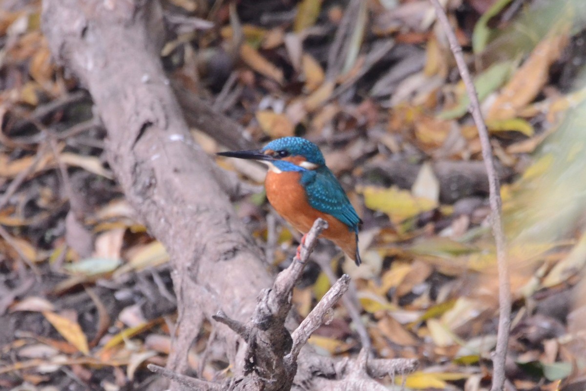 Common Kingfisher - ML644099566
