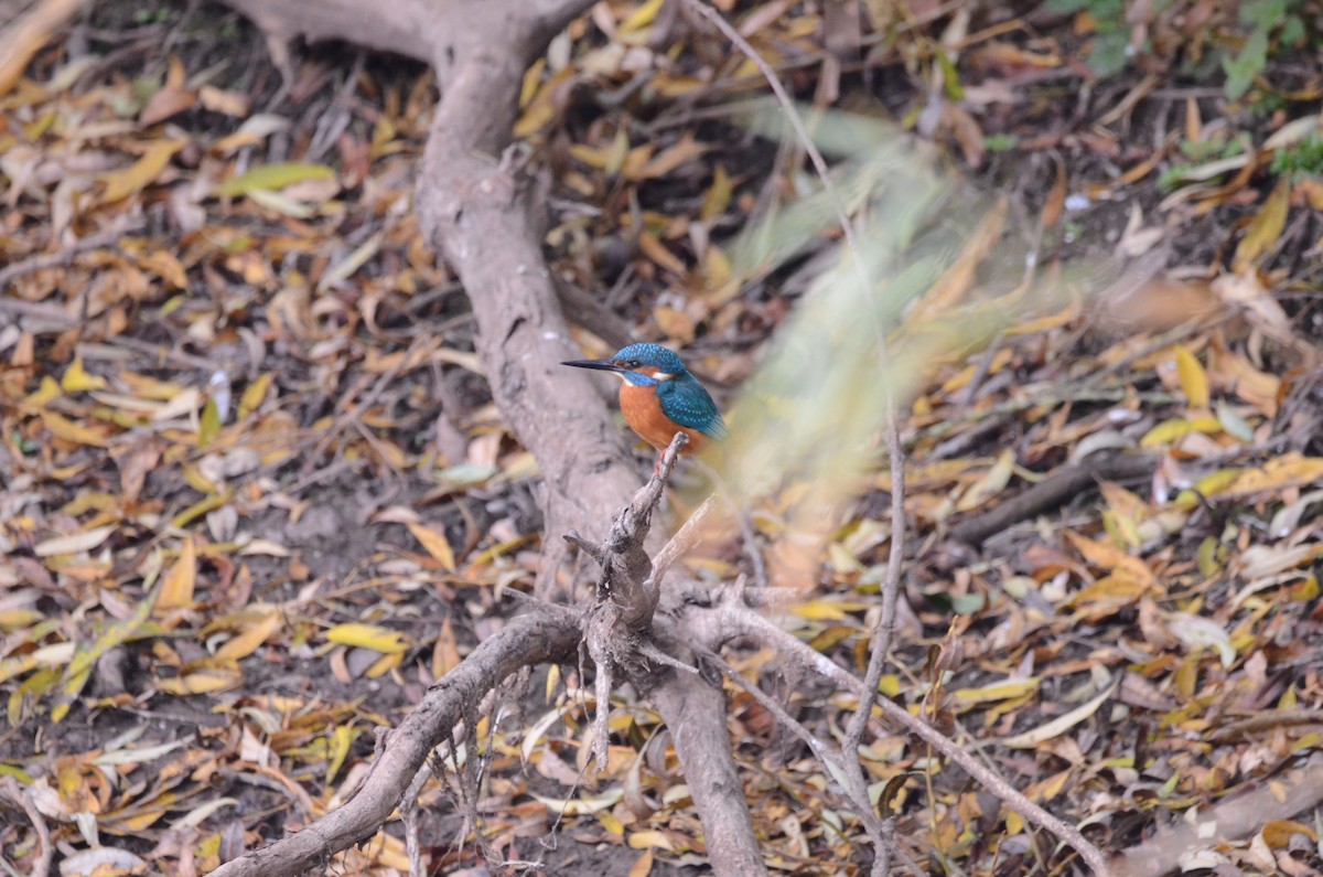 Common Kingfisher - ML644099567