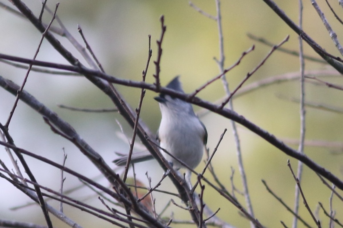 Tufted Titmouse - ML644099572