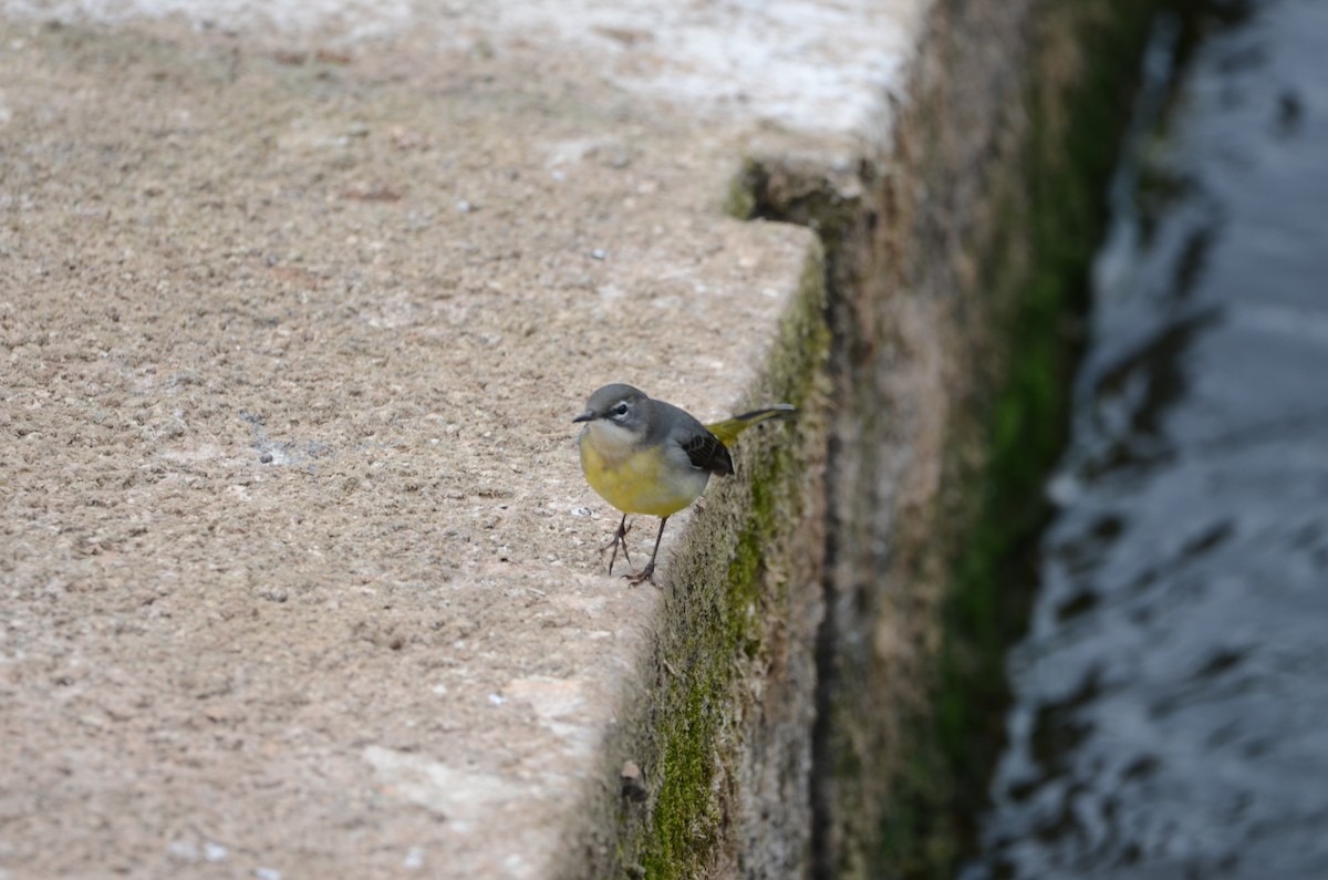 Gray Wagtail - ML644099576