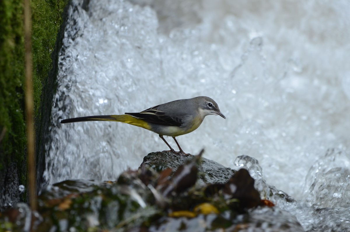 Gray Wagtail - ML644099577