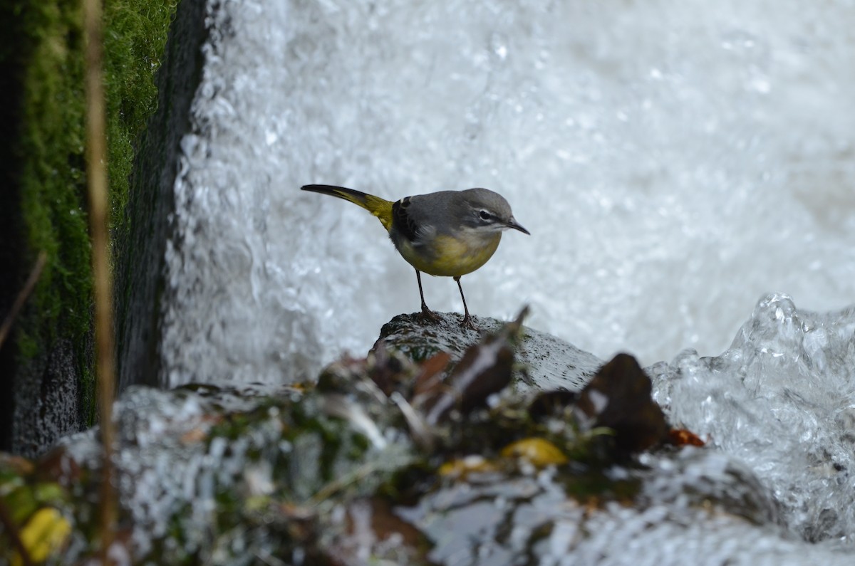 Gray Wagtail - ML644099578